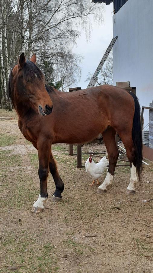 Penzion U Statku Lodherov Dış mekan fotoğraf